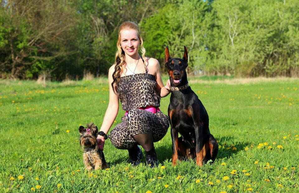 Friendship dogs field