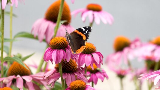 Purple purple cone flower close up photo