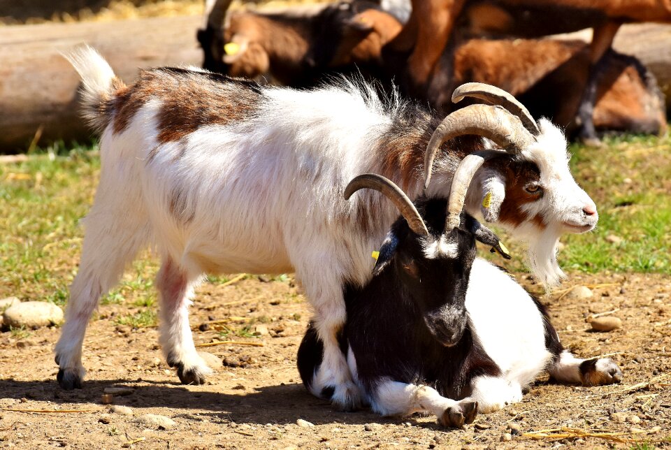 Funny nature together