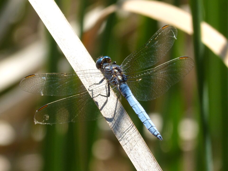 Pond orthetrum cancellatum wetland