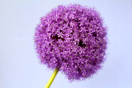 Flower close up blossom photo