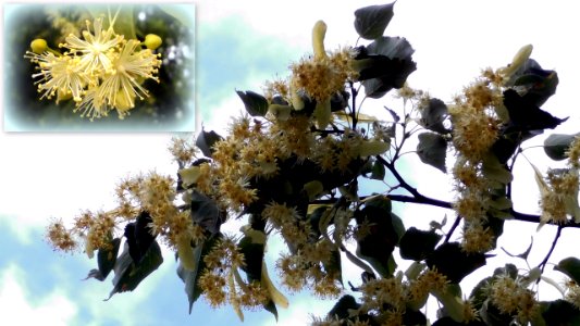 Freital Lindenblüte im Juni