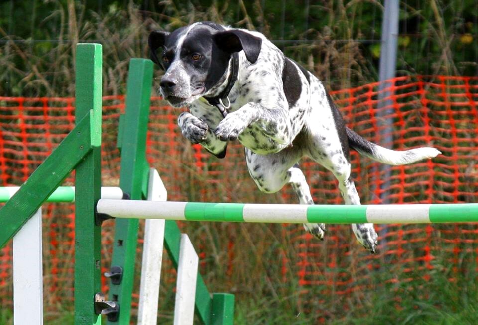 Training canine animal