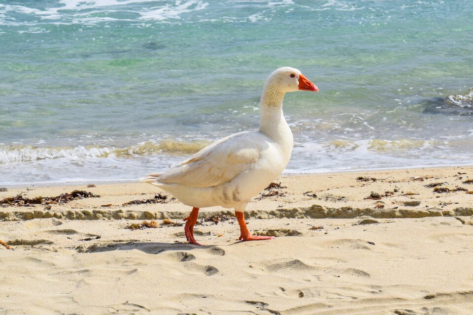 Animal nature beach