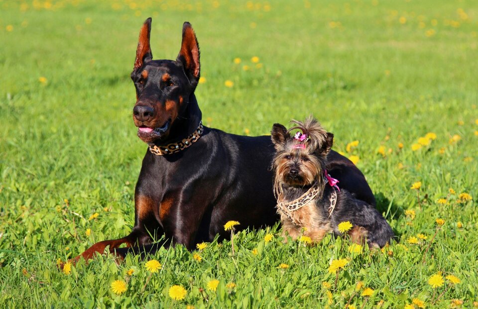 Dogs field friendship
