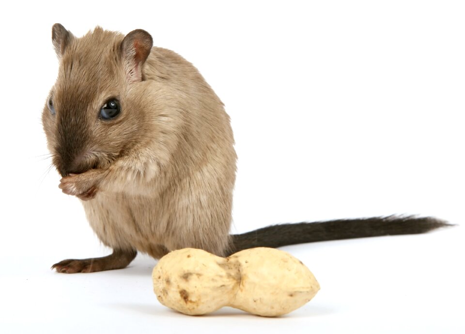 Critter domestic food