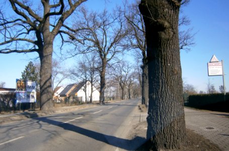 FranzBuchholz SchönerlinderStr Nord