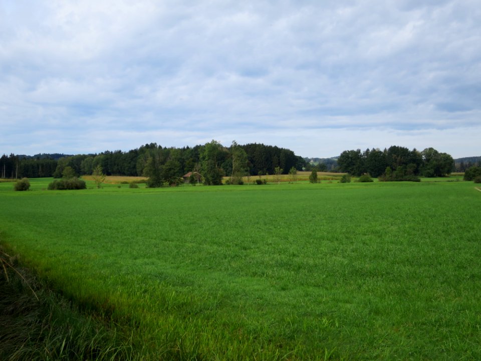 Frauenneuhartinger Filz 1