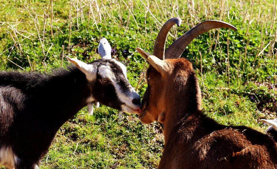Cute funny nature