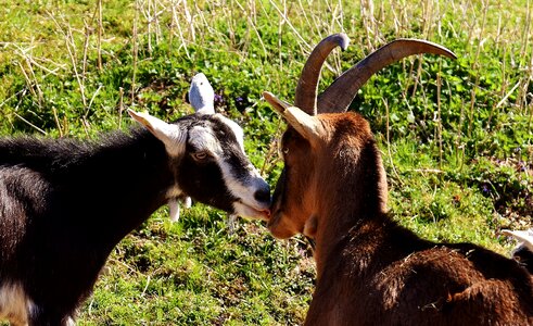 Cute funny nature