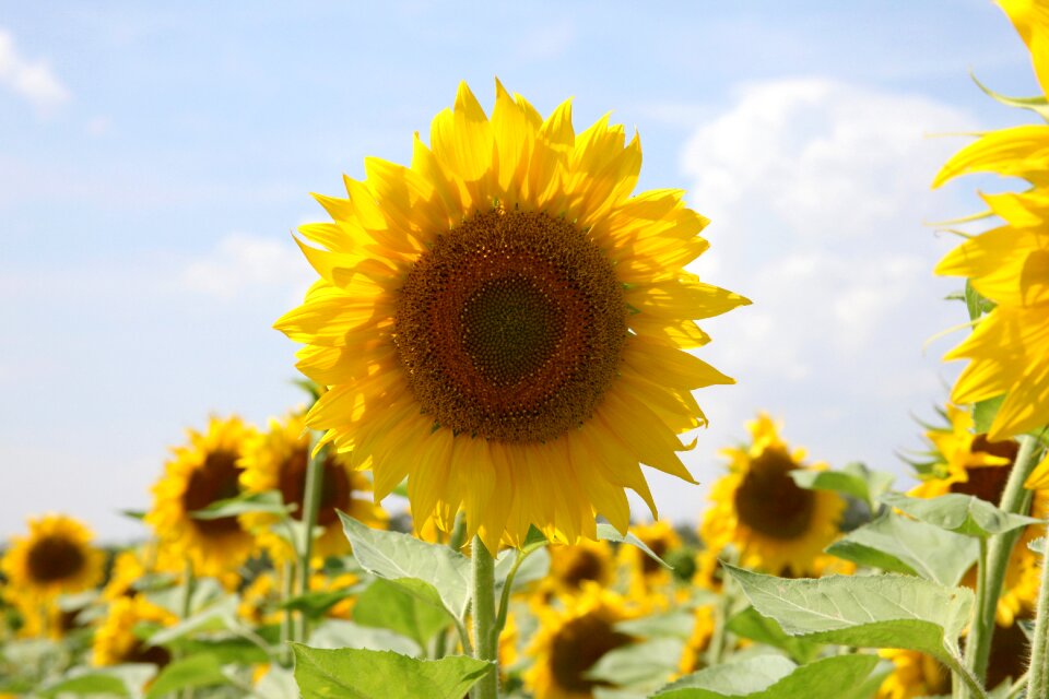 Agriculture bright yellow flowers