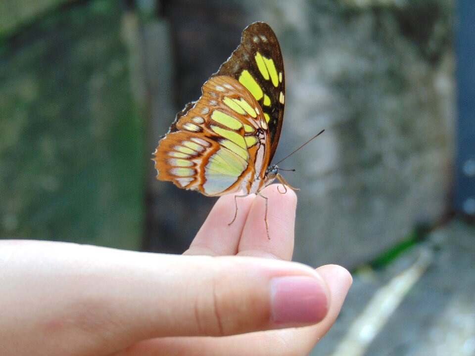 Hand nature wings