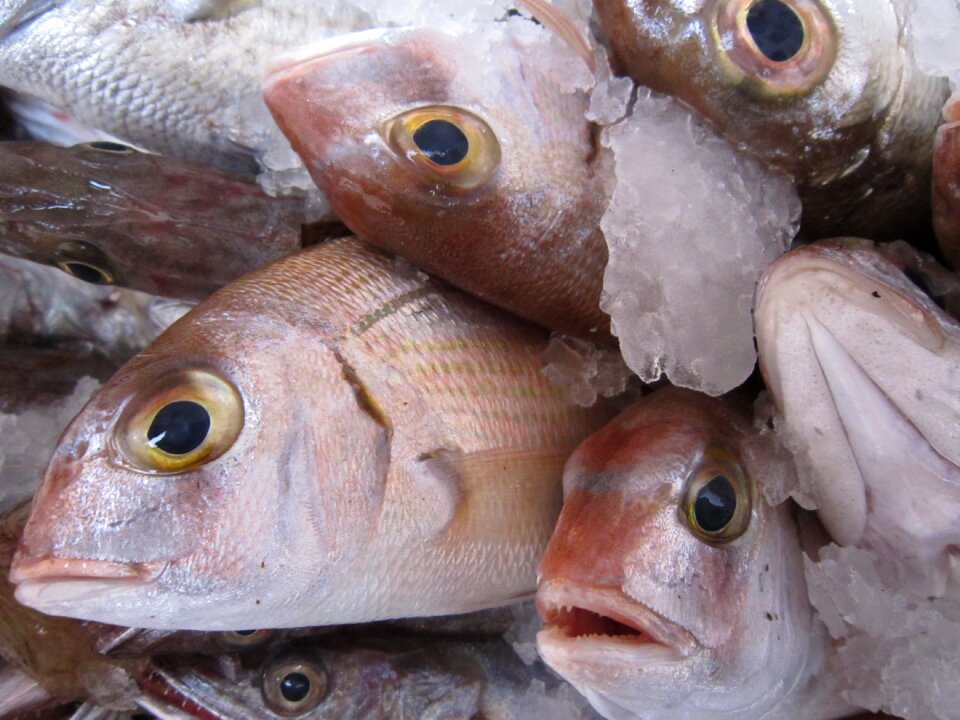 Market fishing sea