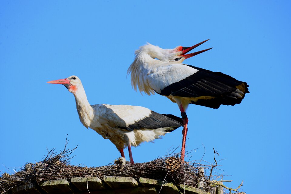 Balz stork klappernder stork couple