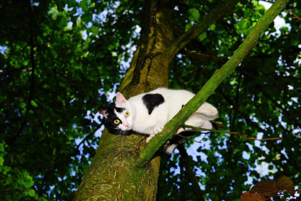 Young cat pet nature