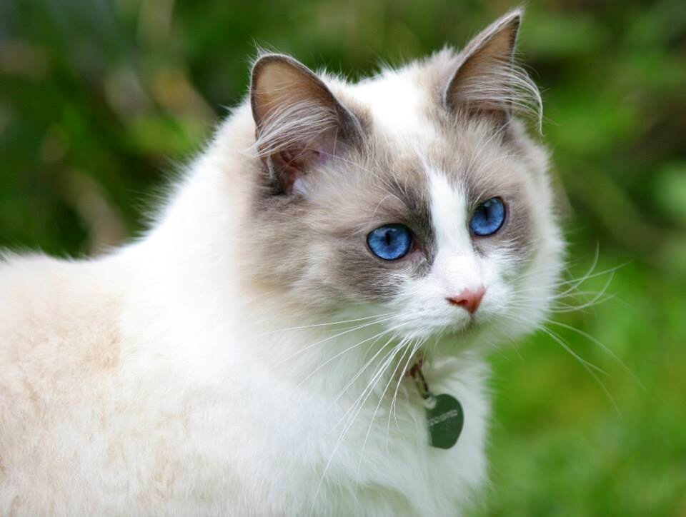 Fluffy purebred green eye
