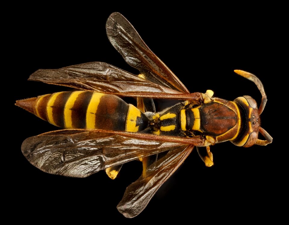 Close up polistes dominulus wings