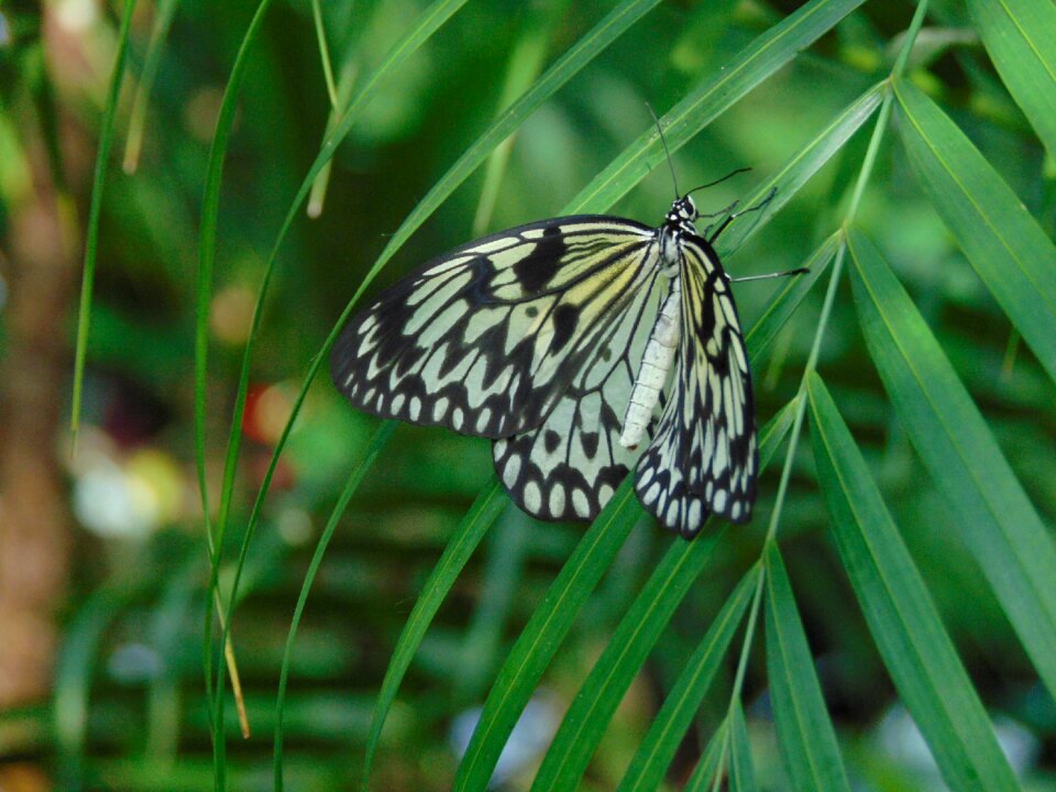 Nature wings leaf