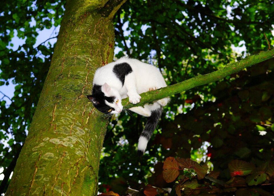 Young cat pet nature