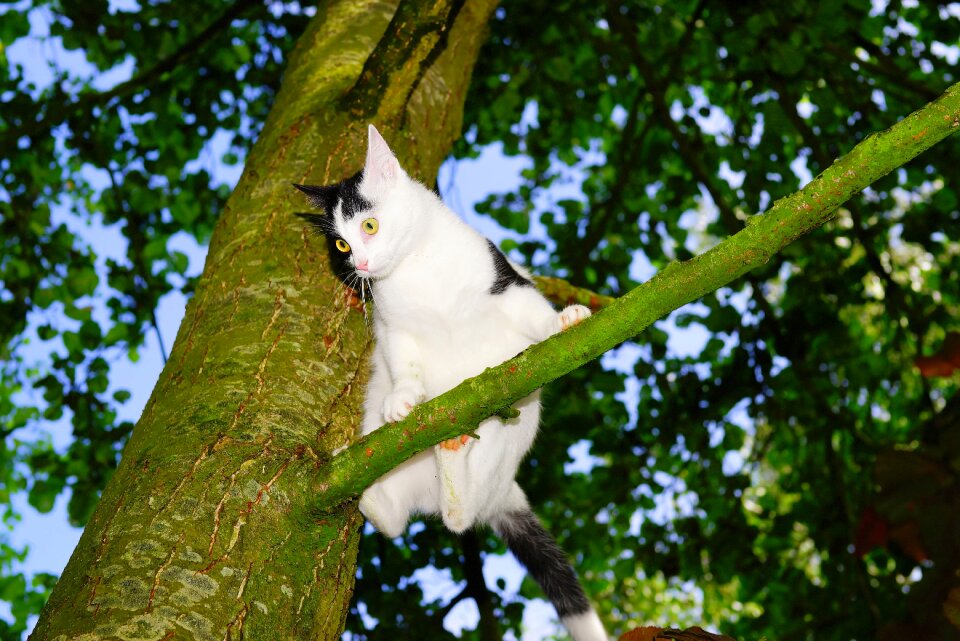 Young cat pet nature