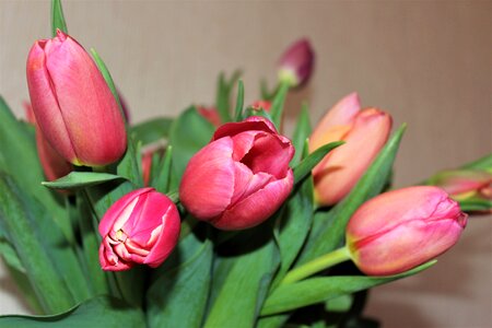 Spring flowers march 8 krupnyj plan