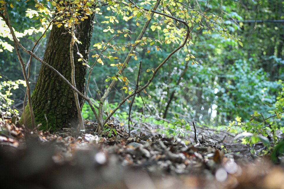 Nature autumn paul