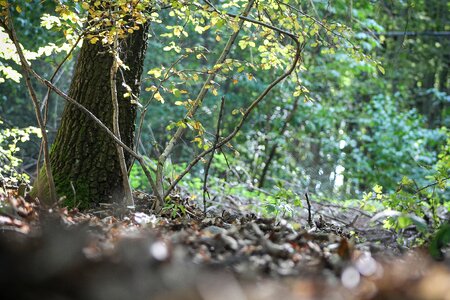 Nature autumn paul