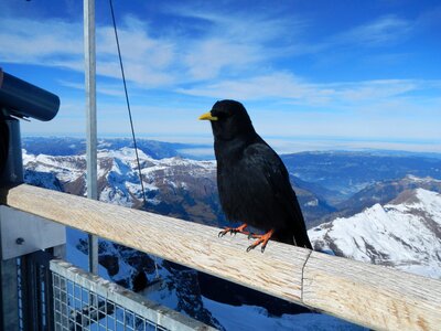 Jungfraujoch alpine birds
