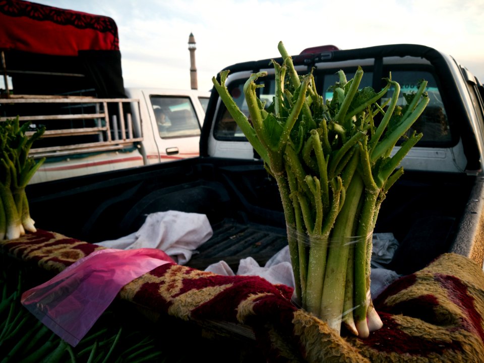 Fresh rhubarb (rewas) for sale in springtime in Ruvia (near Bardarash) 01