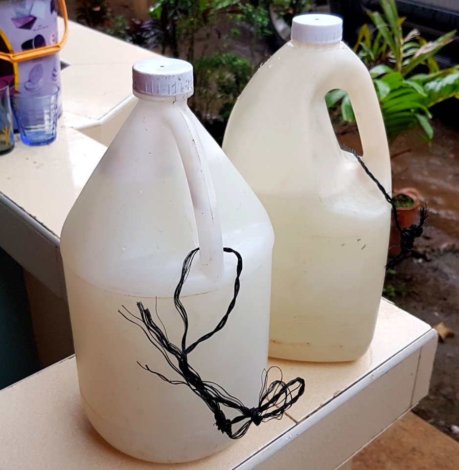 Fresh Tunggang (fishtail palm sap), Mindanao, Philippines 02