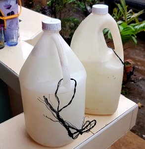 Fresh Tunggang (fishtail palm sap), Mindanao, Philippines 02