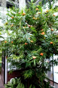Freycinetia multiflora - Longwood Gardens - DSC01179