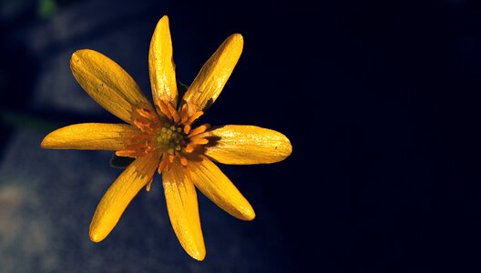 Spring-celandine spring garden