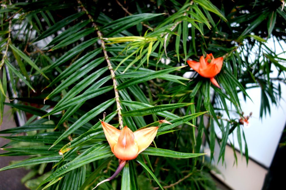 Freycinetia multiflora - Longwood Gardens - DSC01181
