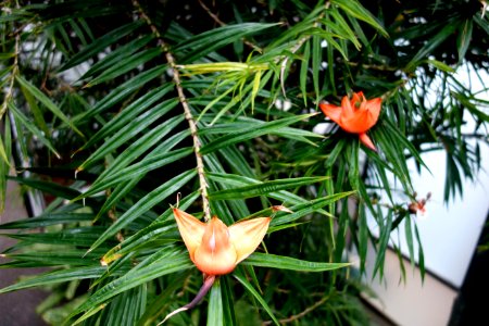 Freycinetia multiflora - Longwood Gardens - DSC01181