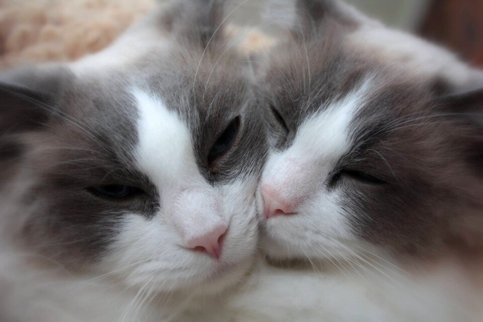 Animal adorable love