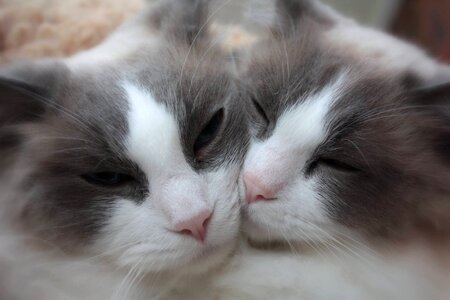 Animal adorable love