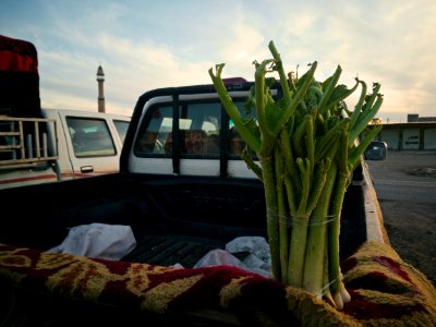 Fresh rhubarb (rewas) for sale in springtime in Ruvia (near Bardarash) 02
