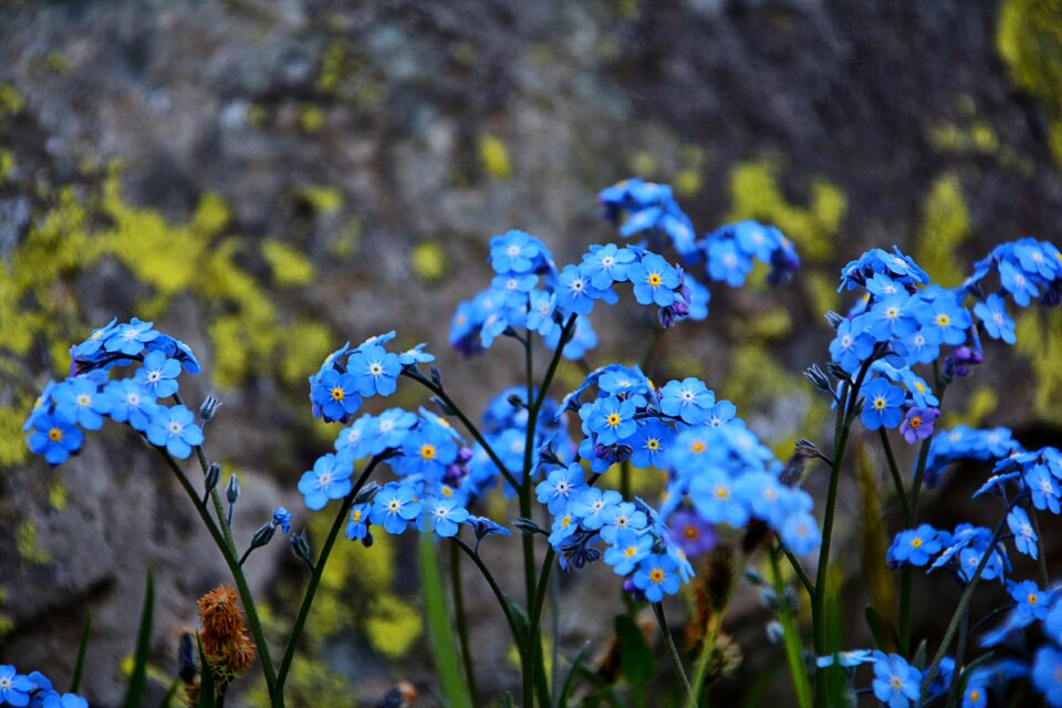 Spring flowers plant flowers