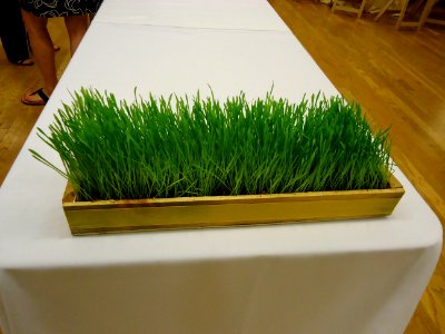 Fresh cut grass used to decorate a table at a party in New Jersey