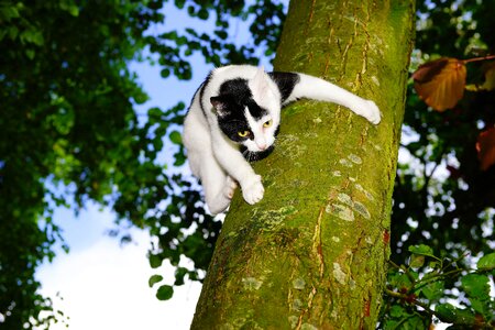 Young cat pet nature
