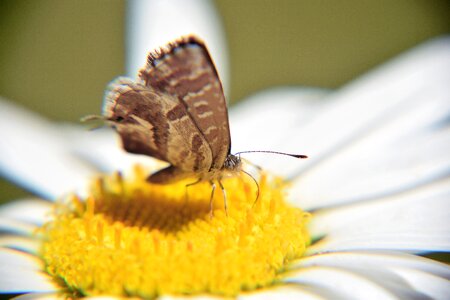 Butterfly on flower butterfly on daisy margaret photo