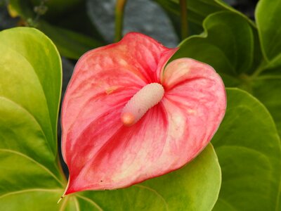 Vegetation ornamental plant foliage