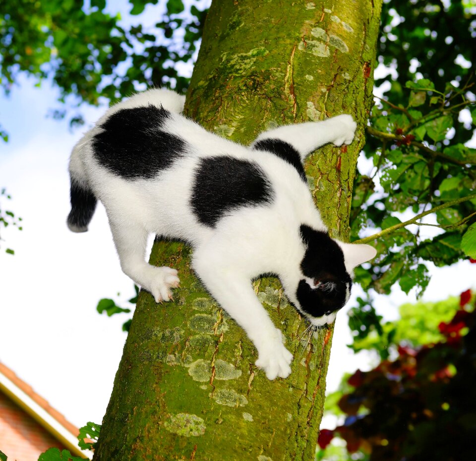 Young cat pet nature