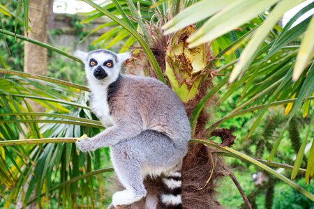 Wildlife wild nature