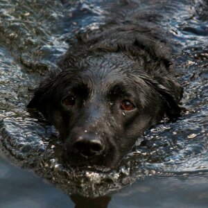 Labrador black wet photo