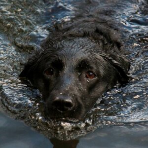 Labrador black wet