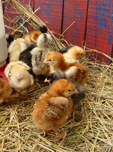 Chicken spring farm photo