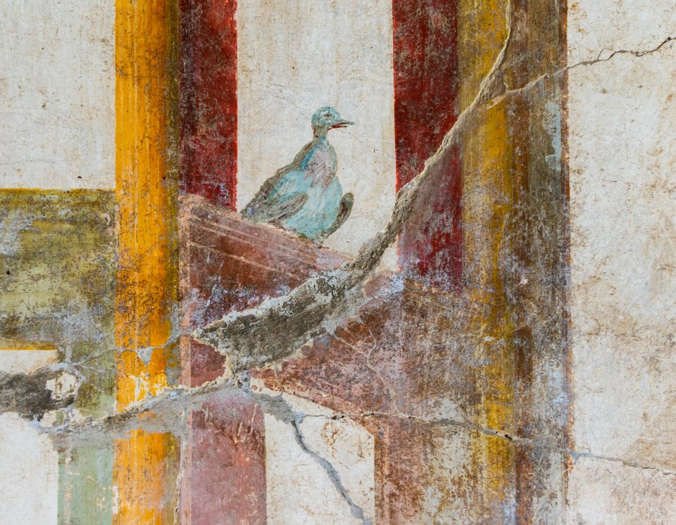 Fresco pigeon Oplontis
