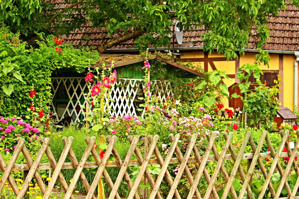 Stock rose plant flowers